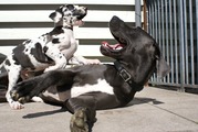 honden foto van Sabine