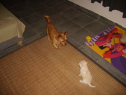 honden foto honden foto van kevin