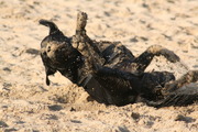 honden foto van Judith