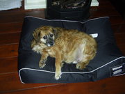 honden foto honden foto van Speedy