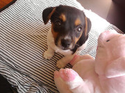honden foto honden foto van Lisa