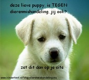 honden foto van mieke 