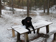 honden foto van benji