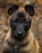 honden foto van Marion Breider