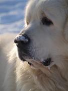 honden foto van TATRAKENNEL Z SIEDMIU PAGORKOW