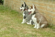 honden foto van Peter de Jong en Marjan Elbertsen