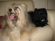 honden foto van Tamara, Chibo & Droopy