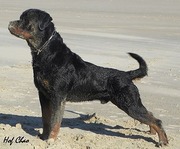 honden foto van Wendy