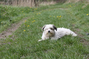 honden foto van Ronald