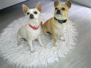 honden foto van Bobby/Lola