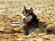 honden foto van Arienne