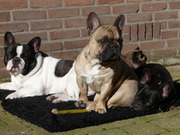 honden foto van karin