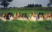 honden foto van Shahdaroba rough collies