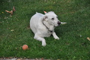 honden foto van Katrien Dejaeger