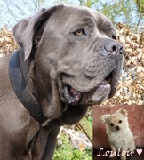 honden foto van Dierenboekenbestellen