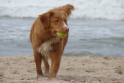 honden foto van Bianca