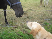 honden foto van Tjardo