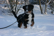 honden foto van cora van der molen