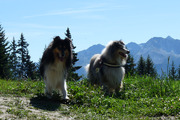 honden foto van Debby Keith