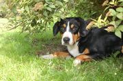 honden foto van Karhunkierros Entlebucher