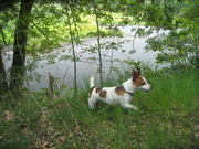 honden foto van peter haesendonck