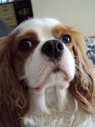 honden foto van Cavalier