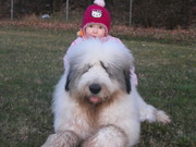 honden foto van Koenraad Schippers