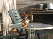 honden foto van Anke Deelen