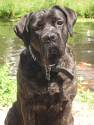 honden foto van Mercedes