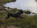 honden foto van Suzan