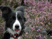 honden foto van marja