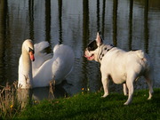 honden foto van Duke