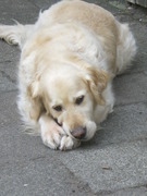 honden foto van Bianca van der Harst