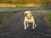 honden foto van esther