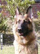 honden foto van rocky