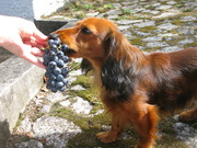 honden foto van Ostendorf