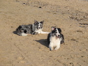 honden foto van ml hoeksma