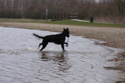 honden foto van Sonja