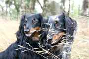 honden foto van H. vd Broek