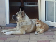 honden foto van Annemie