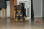 honden foto van priscilla