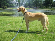 honden foto van Marielle