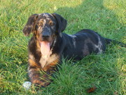 honden foto van Beaucerons Johan&Magali