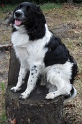 honden foto van Monique Schuurmans