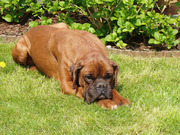 honden foto van Vera