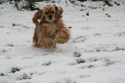 honden foto van Weijmans