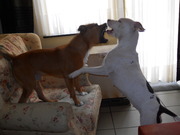 honden foto honden foto van arno