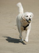 honden foto van henk