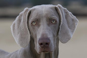 honden foto van ray roolvink