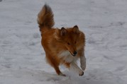 honden foto van Ilse van Vlerken